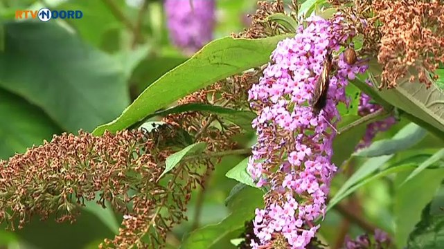 Ik vind ze gewoon heel bijzonder - RTV Noord