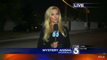 Security Cam Catches Mysterious Animal Roaming The Streets Of Norwalk, CA
