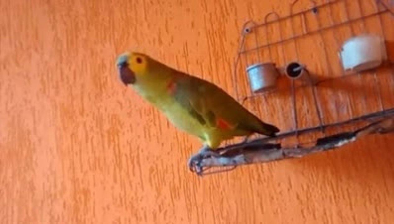 Papagaio cantando o Hino do Corinthians