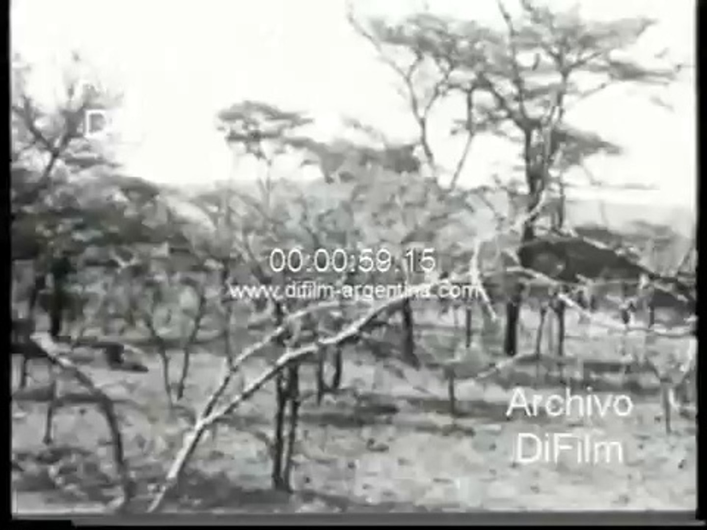 DiFilm - Stampede zebras antelopes wildebeest in Africa 1969