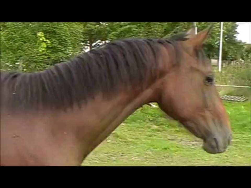 Cascade du Dojo par L'Arc de Triomphe 2 ans - A vendre