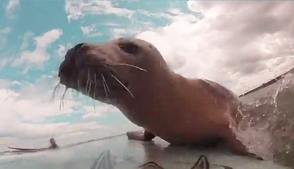 BABY SEAL Climbs On Surfboard! | What's Trending Now