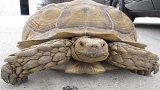 Police Arrest Derelict Tortoise in California