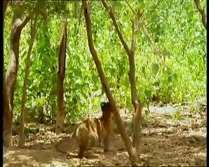 Bu maymun tam şebek... Kaplanlarla dans... OhaBe.Tv