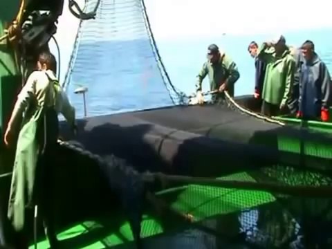 hayalinburada.com Karadeniz Palamut Avı - 2013-2014 Balıkçılık sezonu