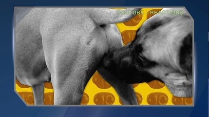 Why Do Dogs Sniff Each Other's Butts?