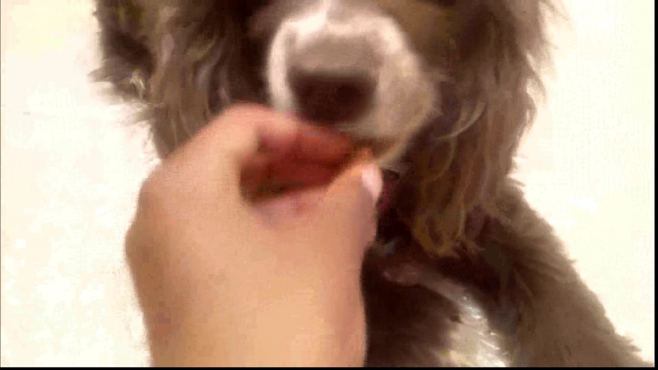 my dogs unique trick