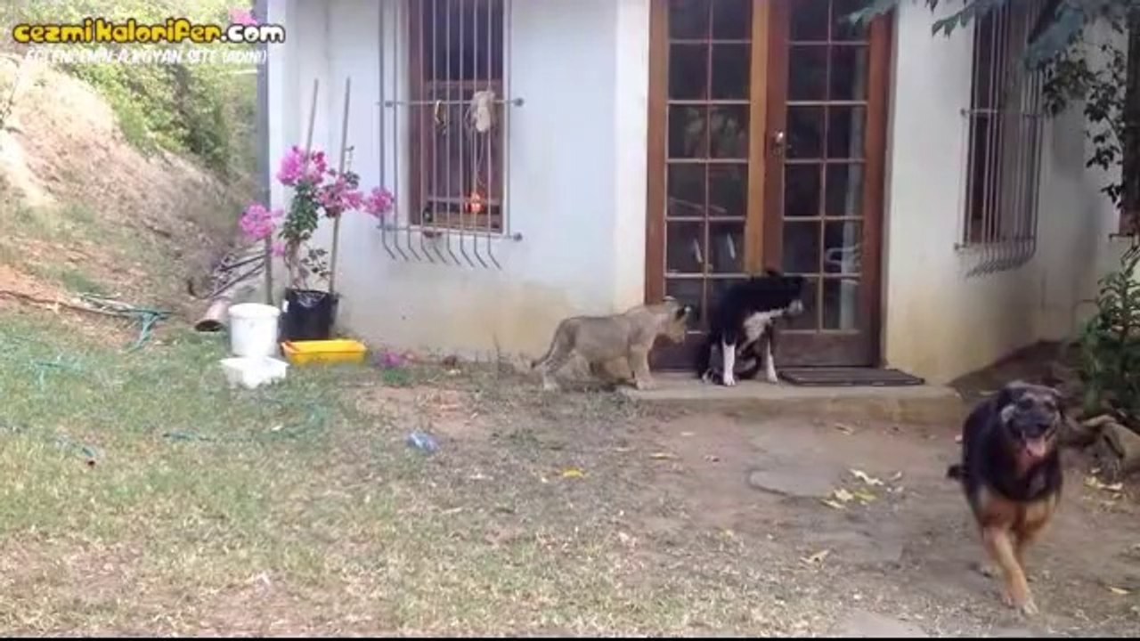 Köpeği Korkutan Sinsi Yavru Aslan
