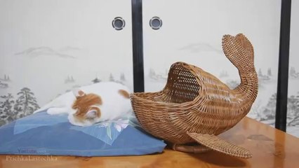 Pranks - Gags - Win - Fail.68