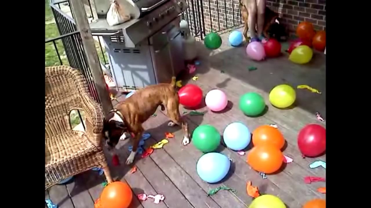 Boxers Biting Balloons