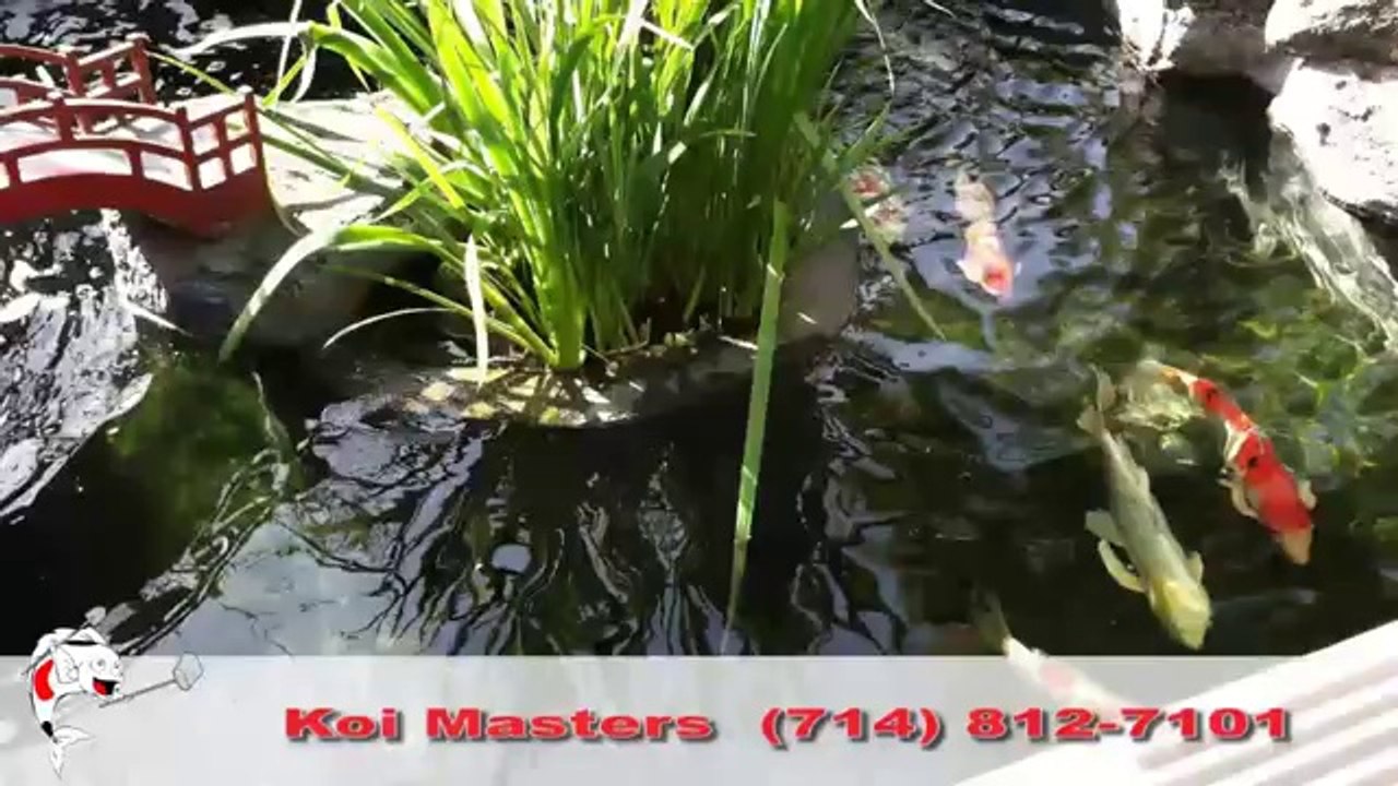 Koi Pond Maintenance Cleaning Service Orange County CA