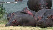 Wildlife - The Kazinga Channel: Hippo Paradise (preview)