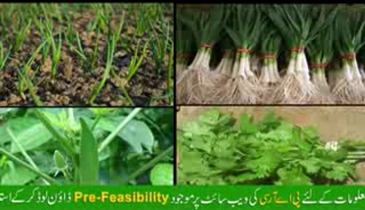 Vegetable Seed Production