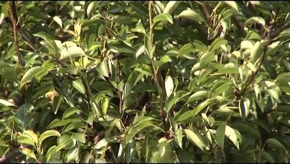 Suzbijanje ervinije uz pomoć Ekstrasola_357_19.07.2014.