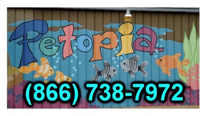 Puppies For Sale Alexandria VA | Petopia | 866.738.7972