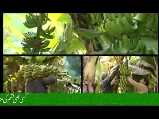 Virus Free Banana Plant Production