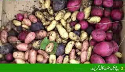 Virus Free Potato Plant Production