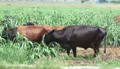 Cottage White Cheese