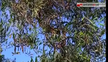 TG 04.08.14 Xylella Fastidiosa, la Puglia chiede aiuti al Governo