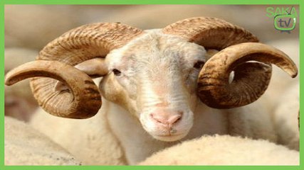 Çılgına Dönen Koç