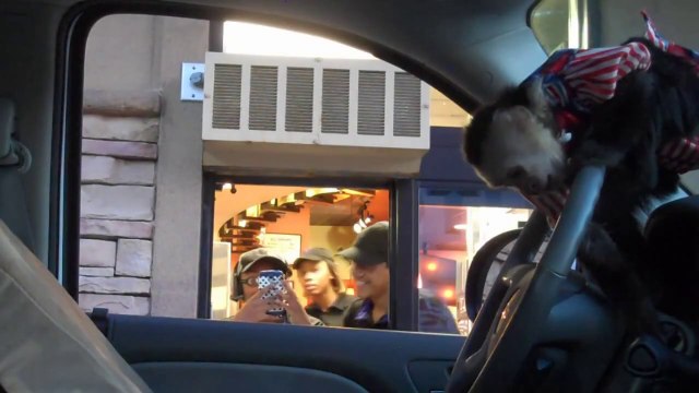 Un singe conduit une voiture au Mc Drive! Caméra cachée.