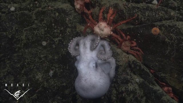 Deep-sea octopus has the Longest brooding period ever recorded : 4 years!