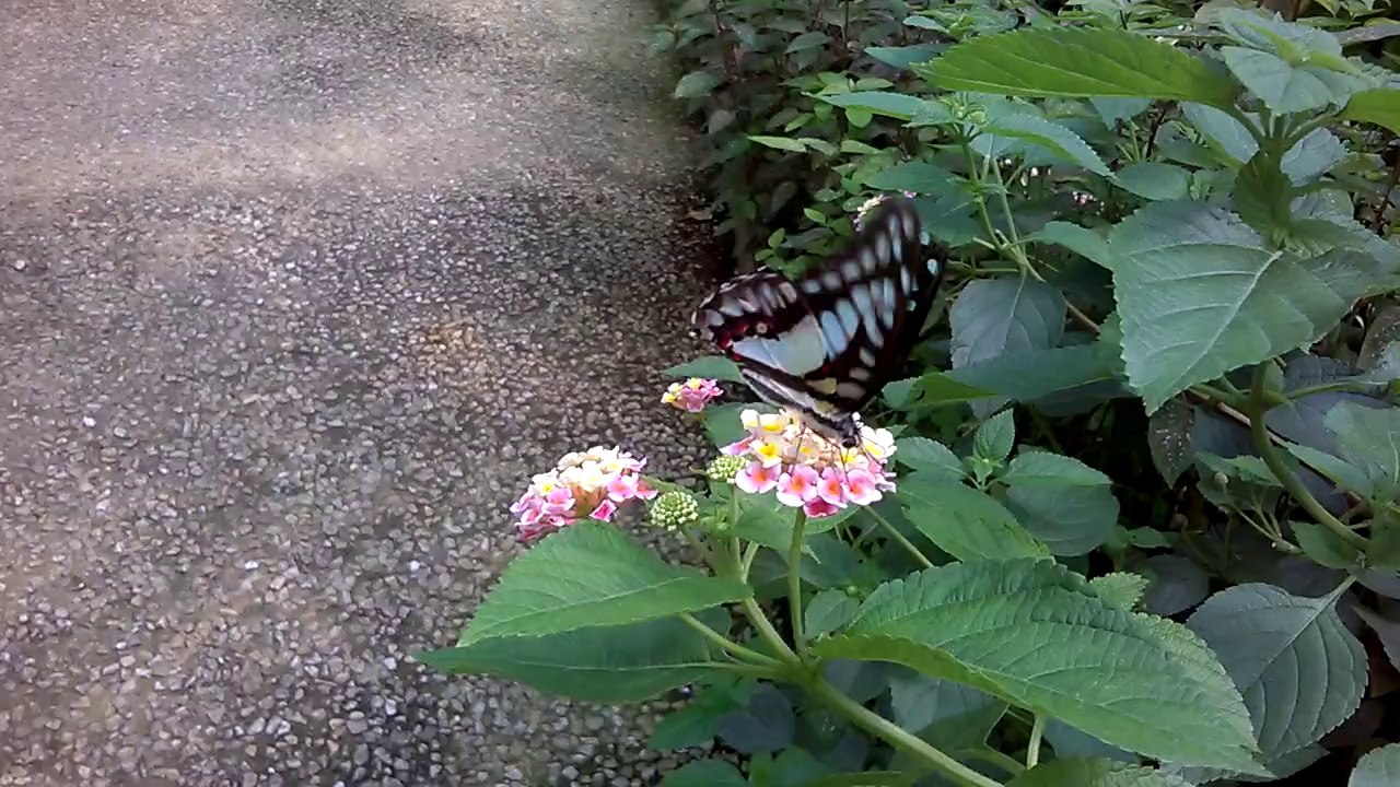 Le papillon et la fleur