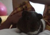 Cute Guinea Pig Doesn't Like Anything