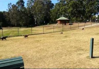 Pack of Beagles Love Remote Control Car