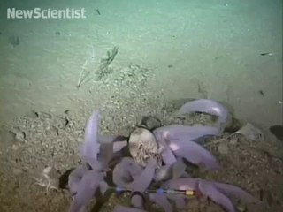 First video of living giant deep-sea 'shrimp'
