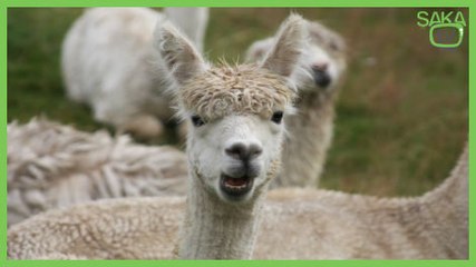 Lamadan İbretlik Şaka