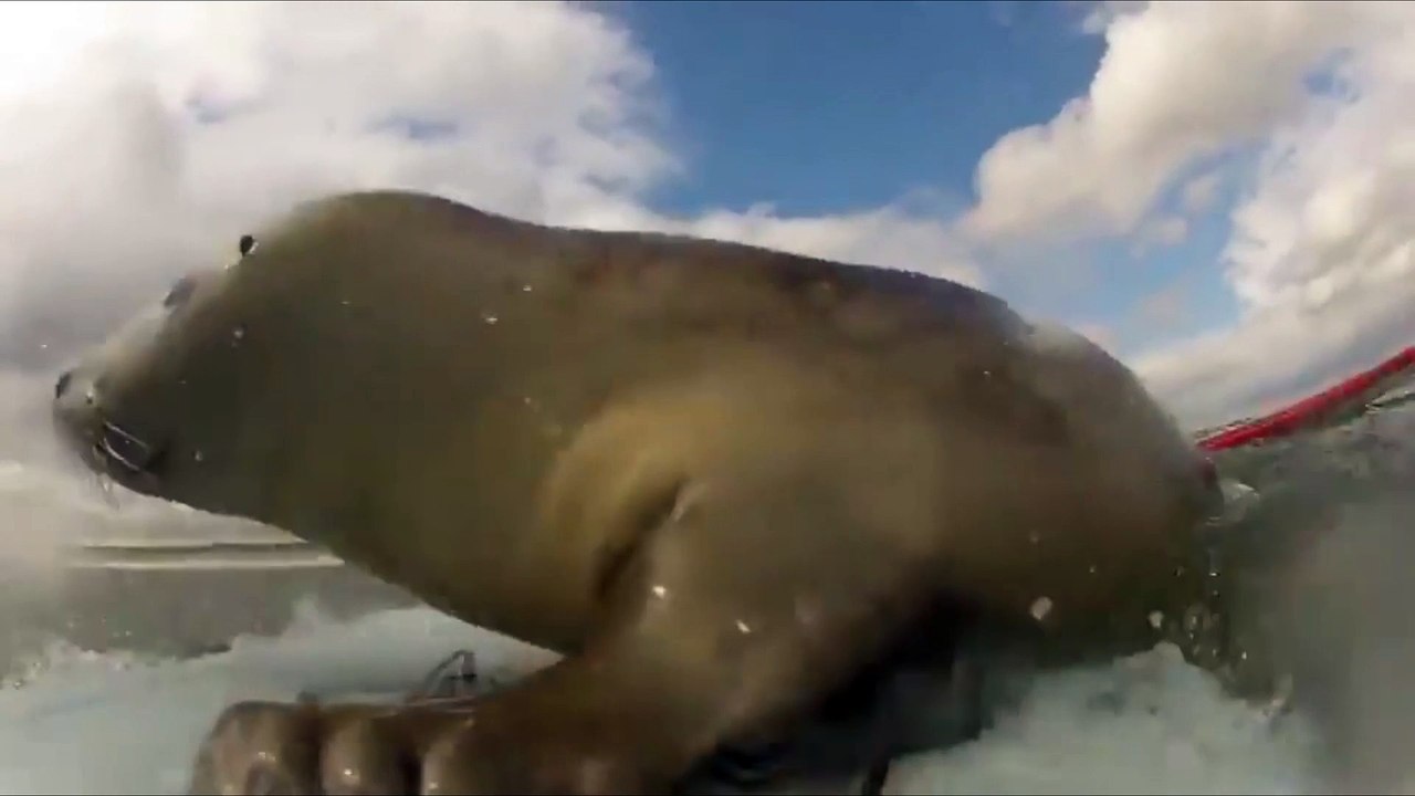 Un bébé phoque aime surfer