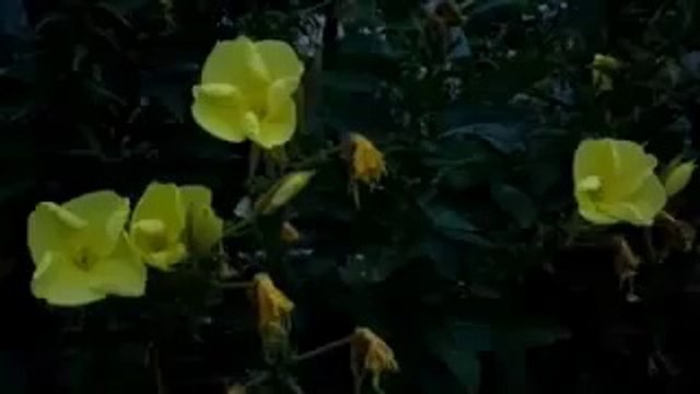 Akşam ezanı okunurken açan çiçek!