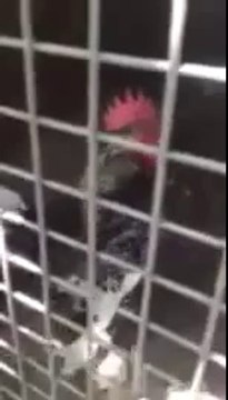 Ekmeleddin Diye Öten Horoz