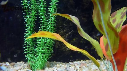 Installer un aquarium pour poissons rouges