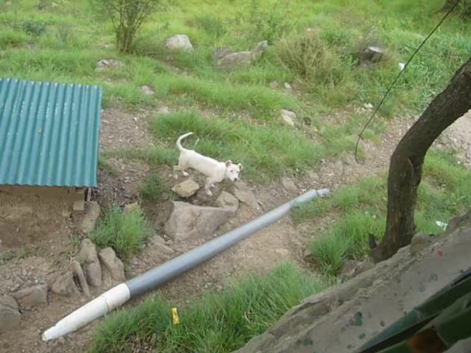 dhirkot Dog