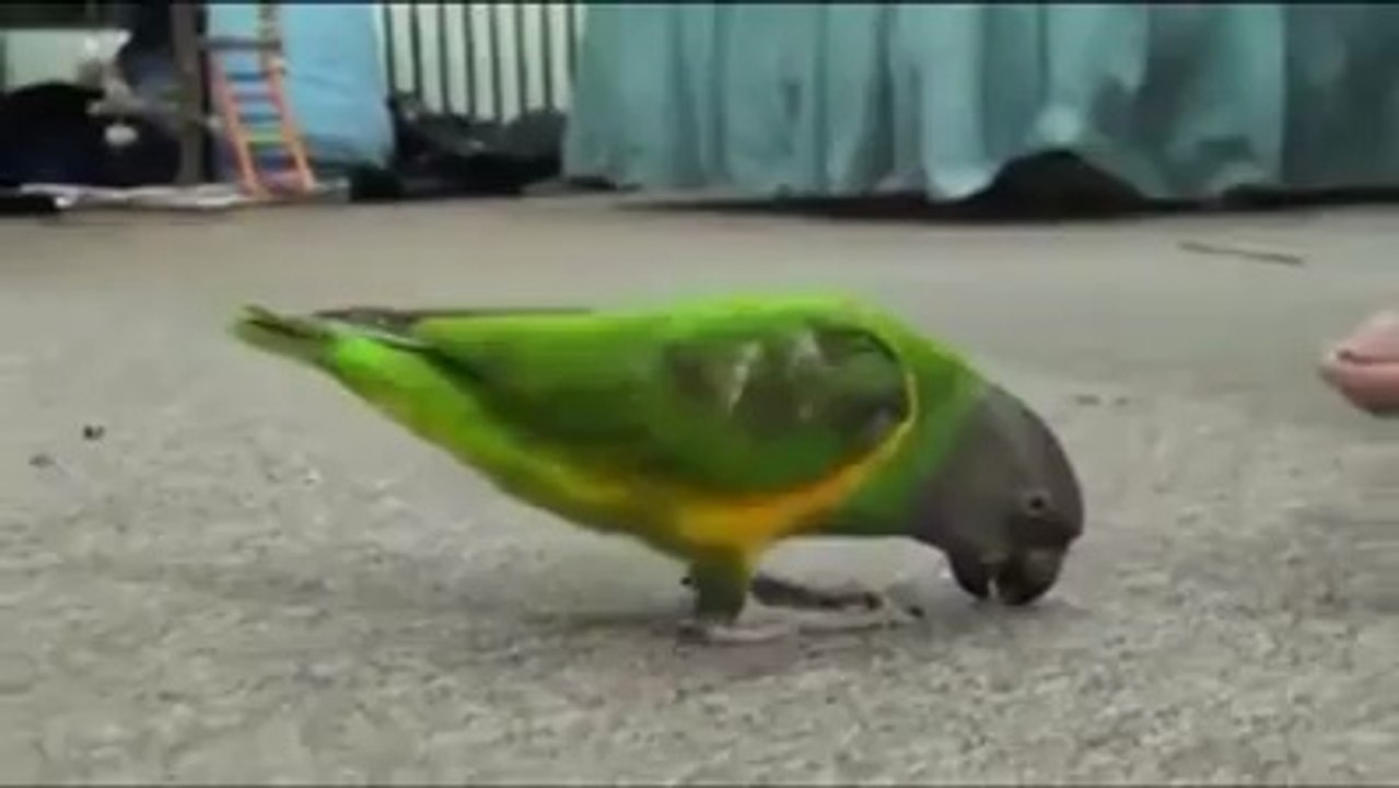 Ölü Rolü Yapan Tyatrocu Kuş