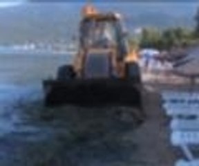 Her gün plajdan 50 ton yosun temizleniyor