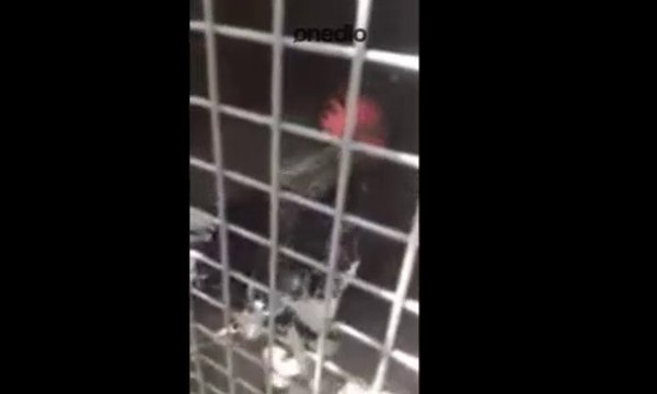 Ekmeleddin Diye Öten Horoz!?