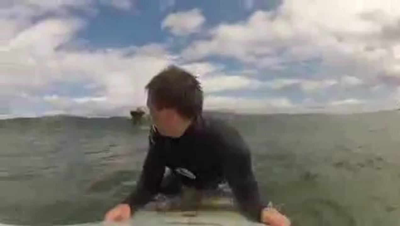 Surfing’s Got This Little Guy’s Seal of Approval