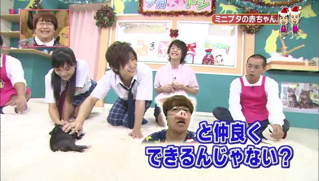 Yamada Ryosuke ( Hey! Say! Jump! ) - Pet House