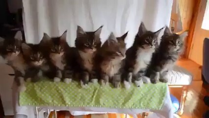 Tester les réflexes de 7 chatons