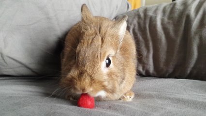 Simba the rabbit enjoys eating a raspberry