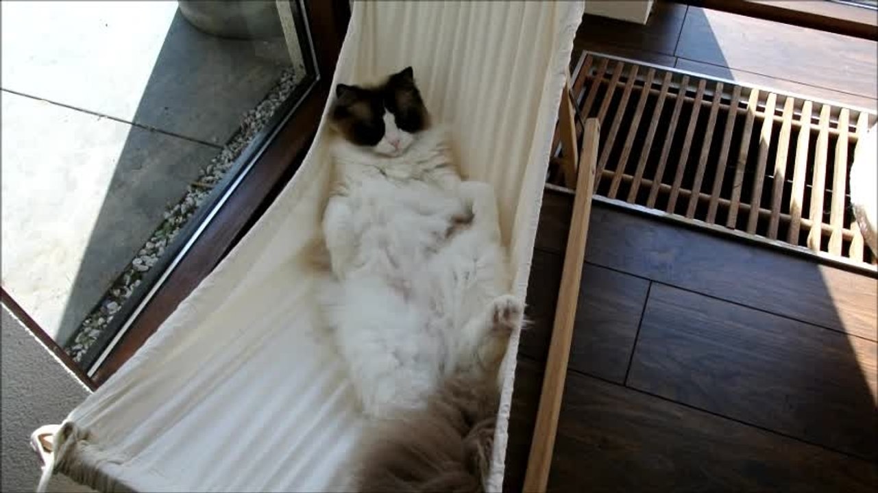 Timo the Cat learns how to relax on his hammock