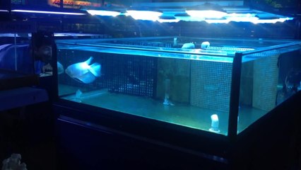 Determined fish tries to land a kiss