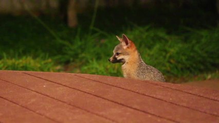 Super cute baby foxes play in the backyard