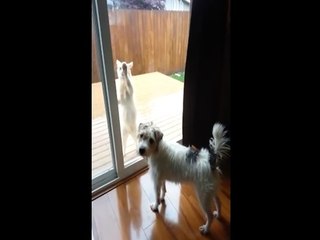 Cat wants to come in out of the rain - dog doesn't care