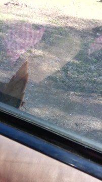 Wild turkey attacks and chases speeding car