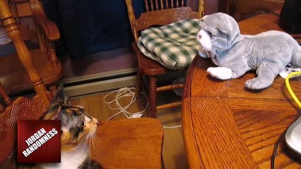 Karate kitten battles stuffed animal