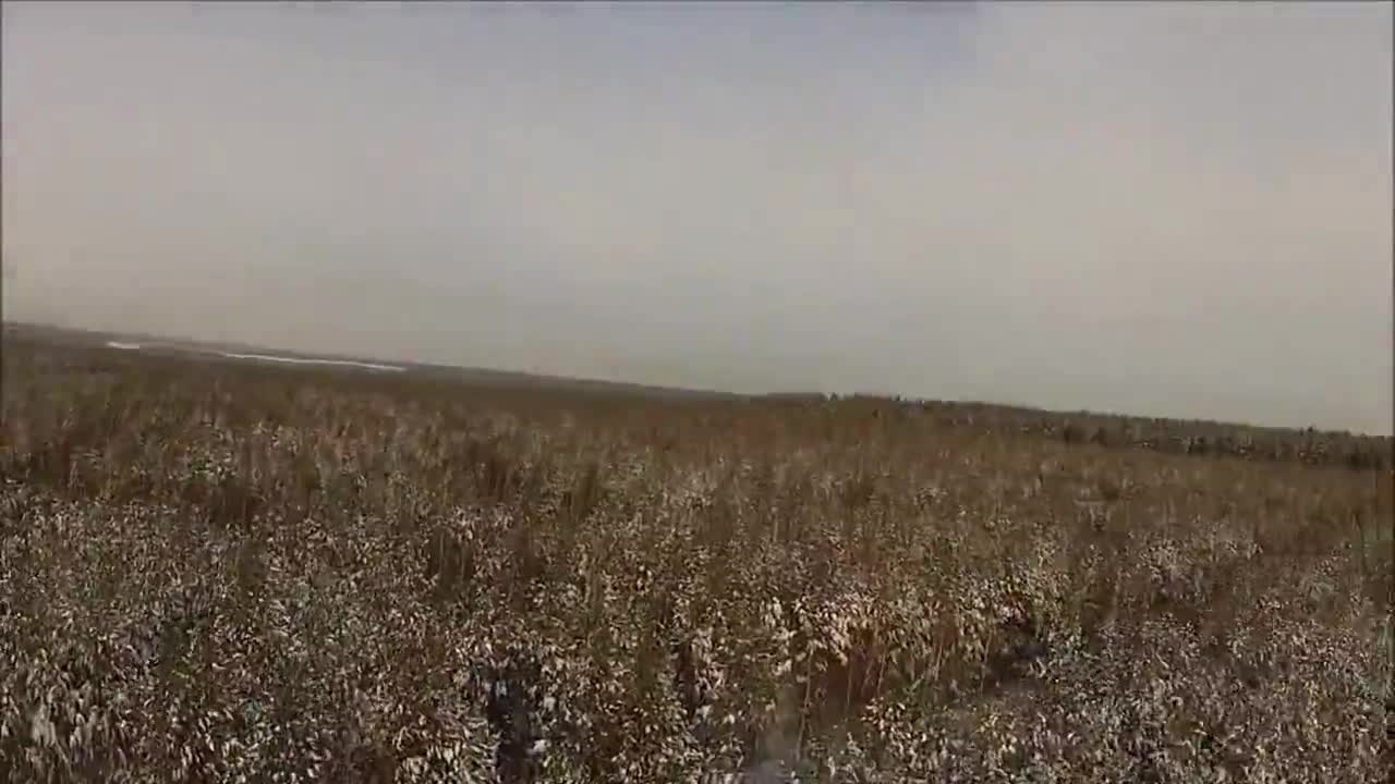 Skydiver survives terrifying low cutaway and tree landing